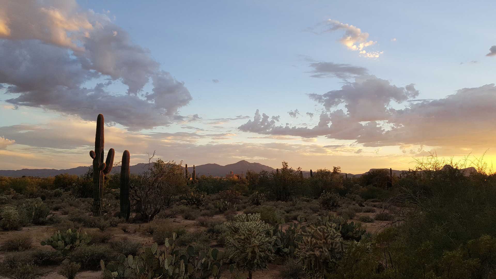 Your Guide to Visiting Tucson, Arizona